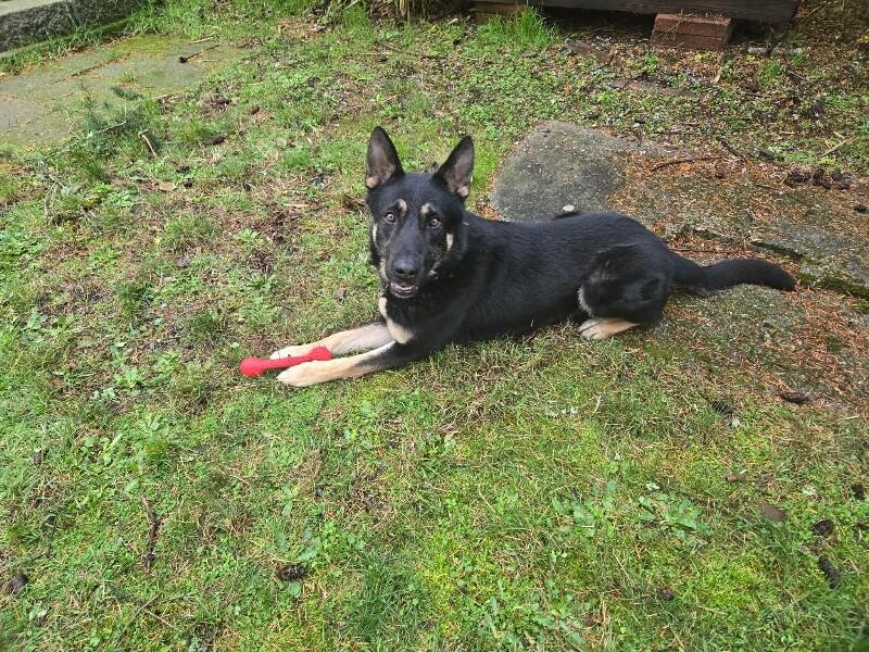 Kaiser, a Adoptable mixed breed in Seattle, WA image 6/6