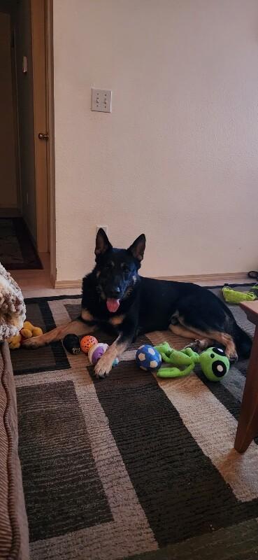 Enlarge Kaiser, a Adoptable mixed breed in Seattle, WA image 5/6