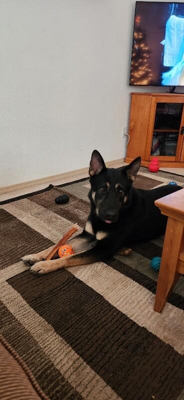 Enlarge Kaiser, a Adoptable mixed breed in Seattle, WA image 6/6