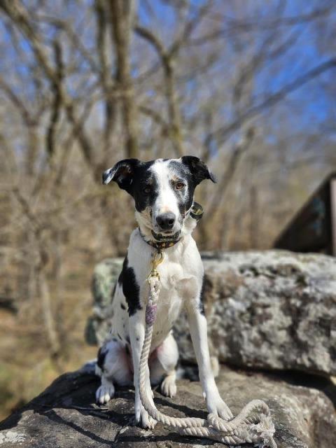Nova, Adoptable, Adult Female Australian Cattle Dog / Blue Heeler.