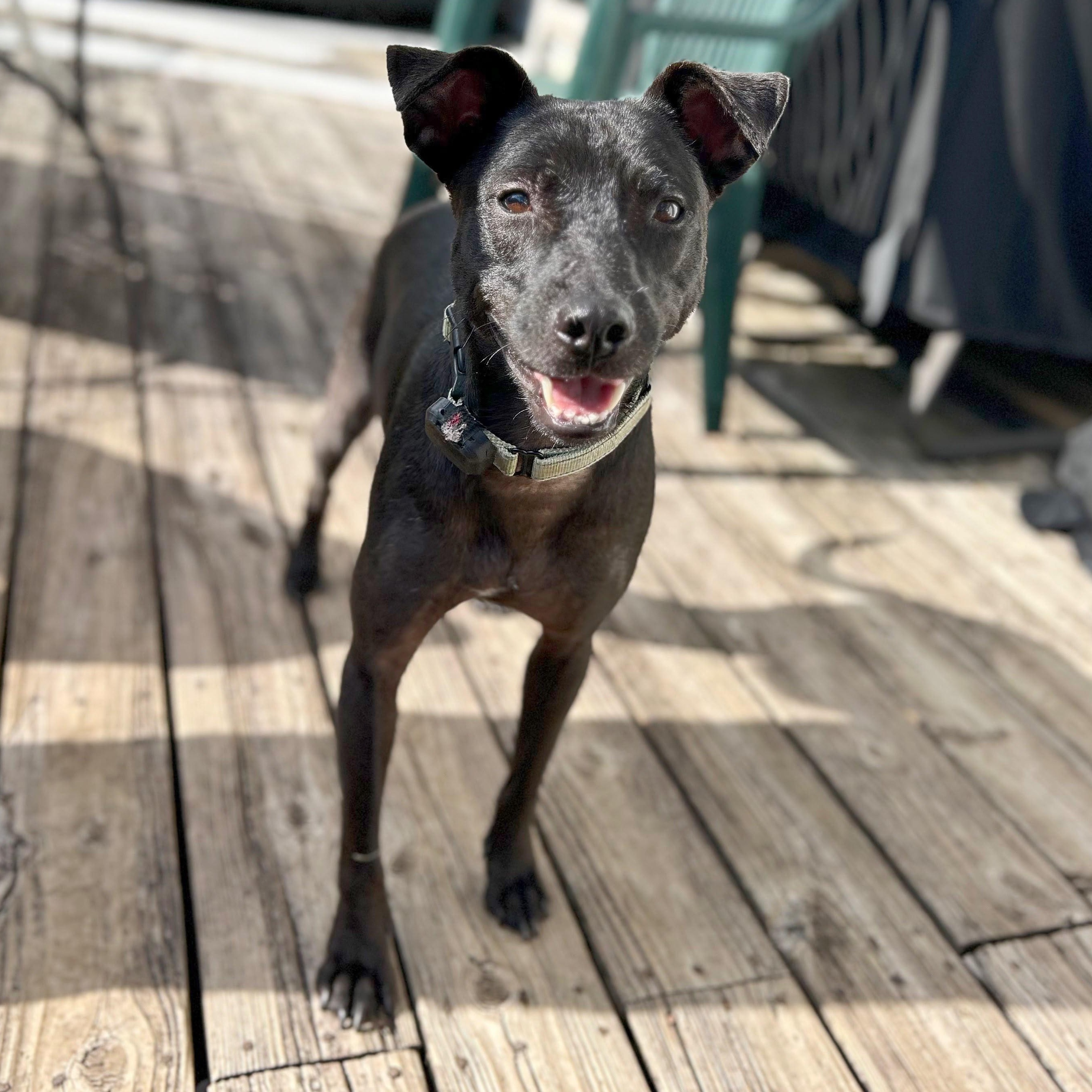 Tommy, a Adoptable mixed breed in Baltimore, MD image 2/6