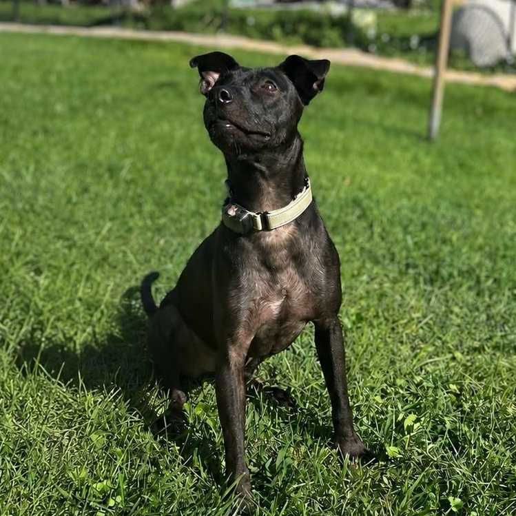 Tommy, a Adoptable mixed breed in Baltimore, MD image 3/6