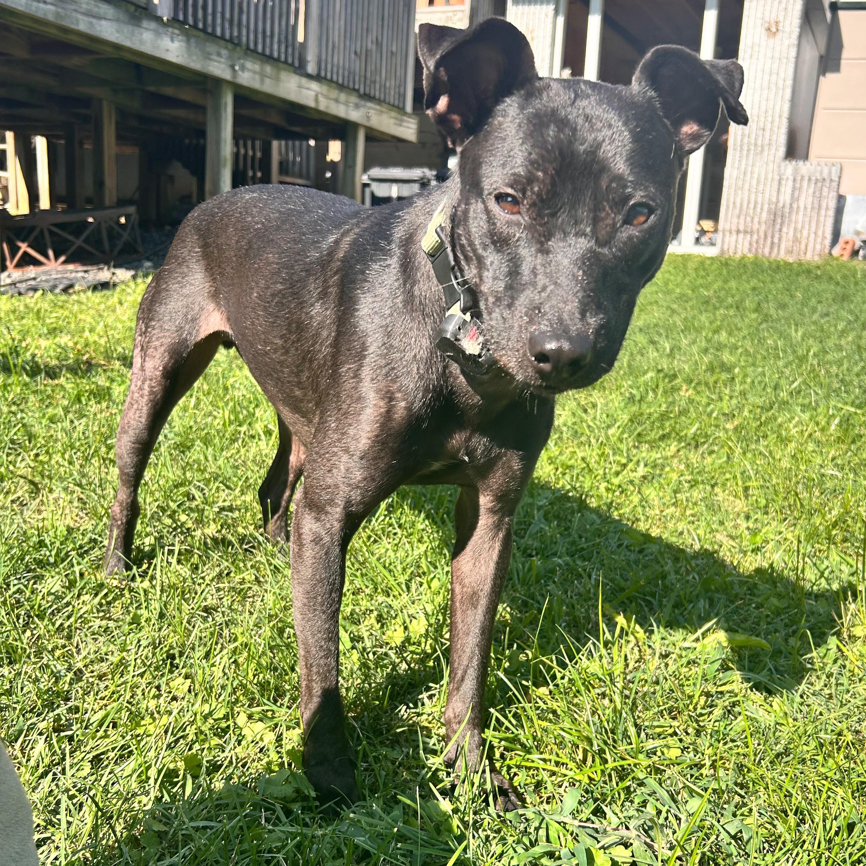Tommy, a Adoptable mixed breed in Baltimore, MD image 6/6