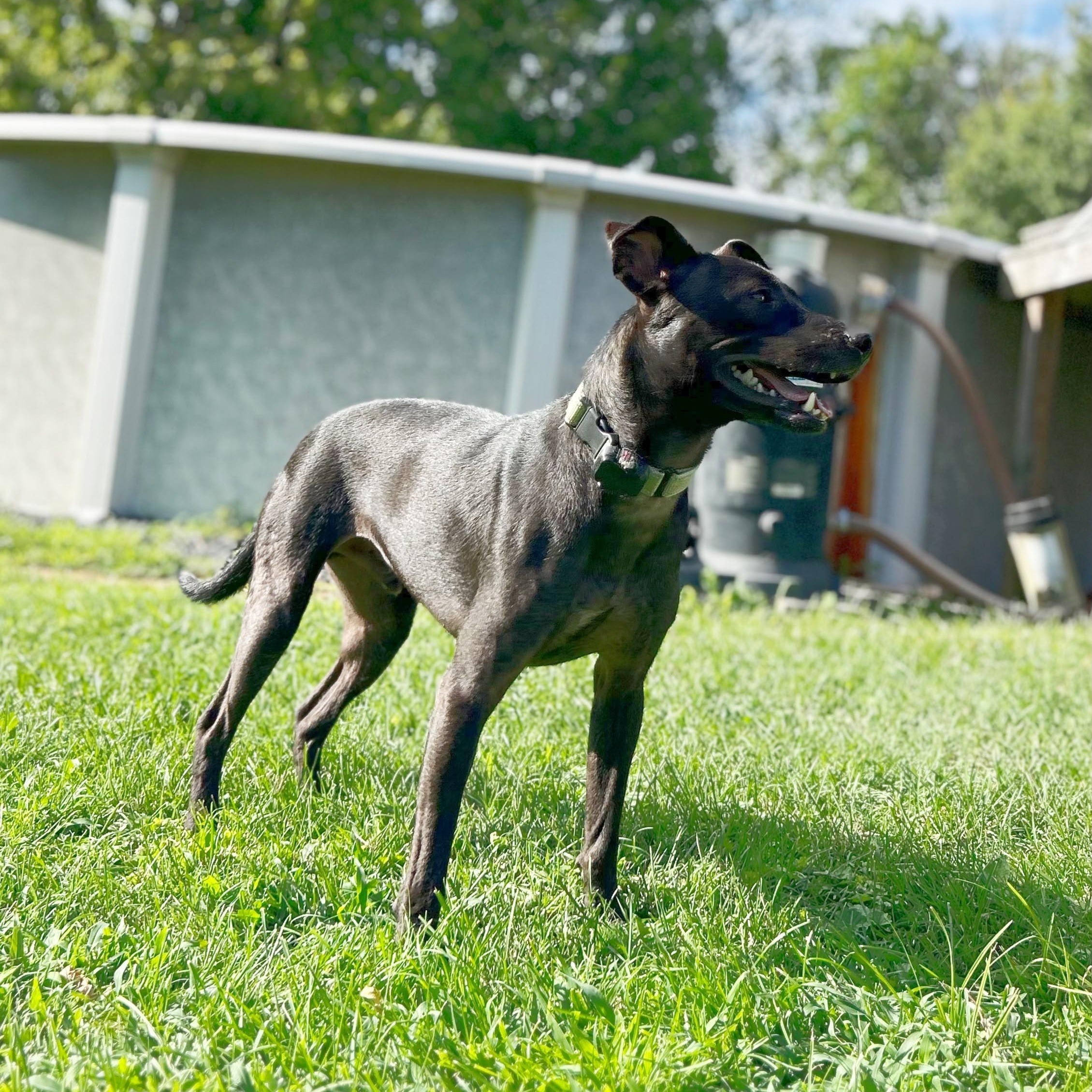 Tommy, a Adoptable mixed breed in Baltimore, MD image 4/6