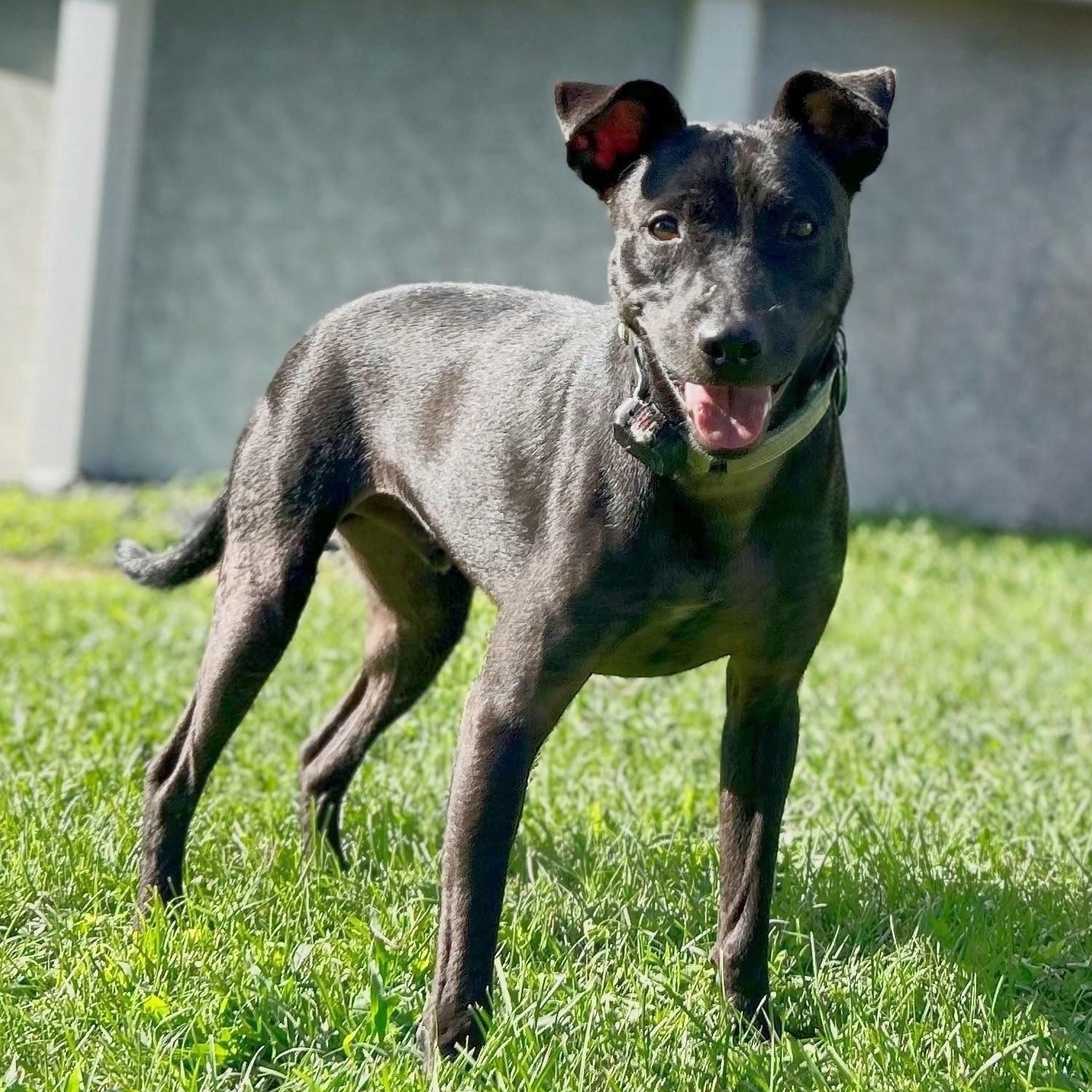Tommy, a Adoptable mixed breed in Baltimore, MD image 1/6
