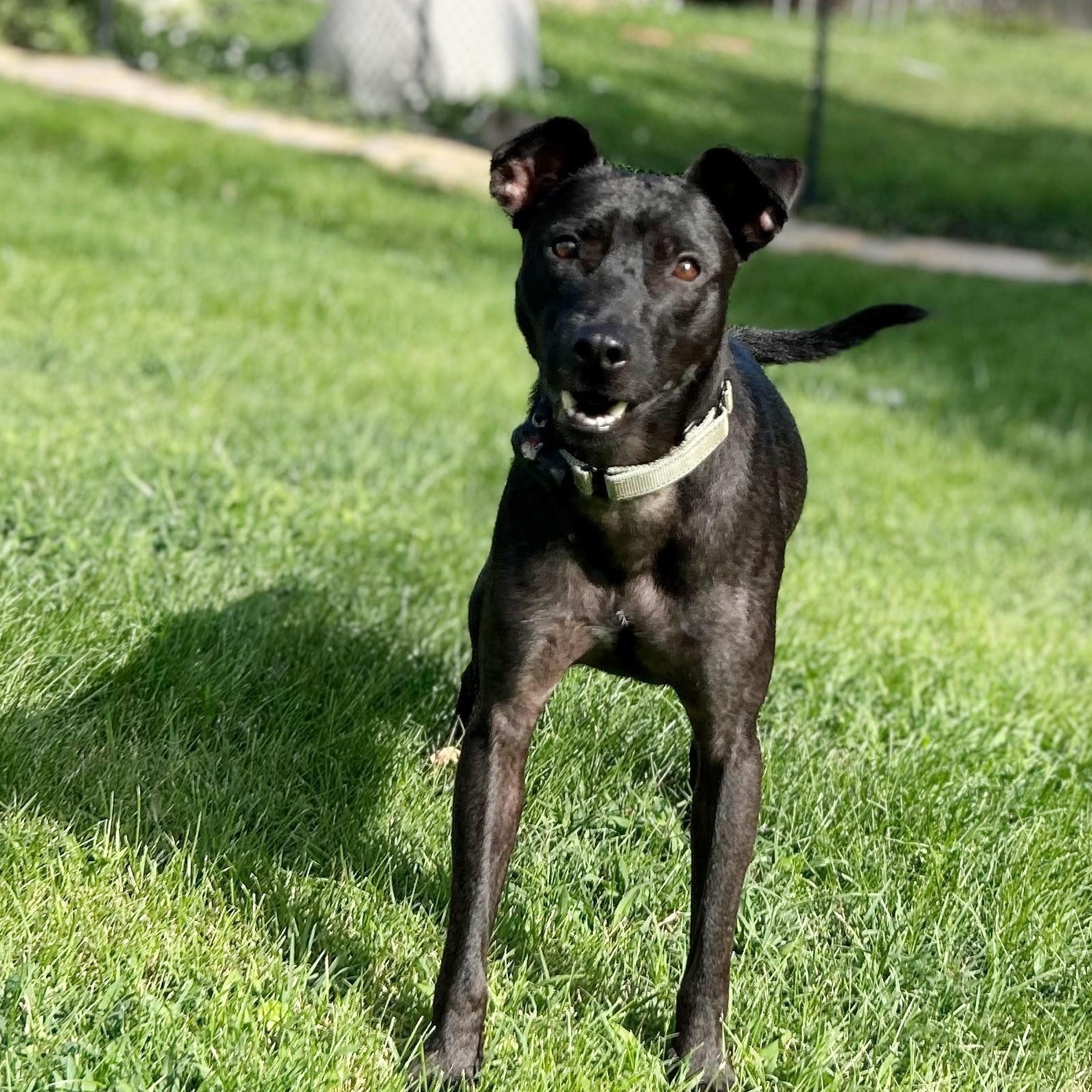 Tommy, a Adoptable mixed breed in Baltimore, MD image 5/6