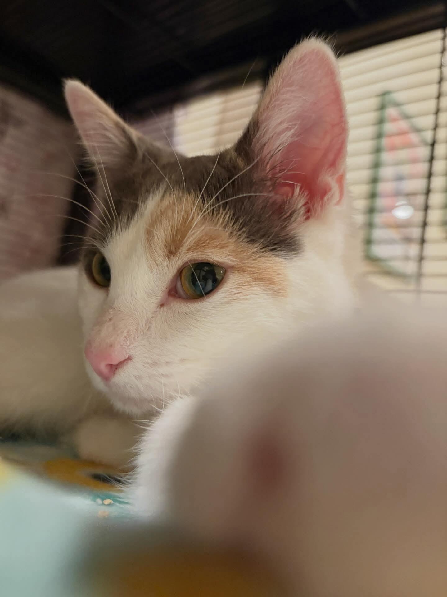 Enlarge Evie, an adoptable mixed breed in Santa Clara, CA image 5/6