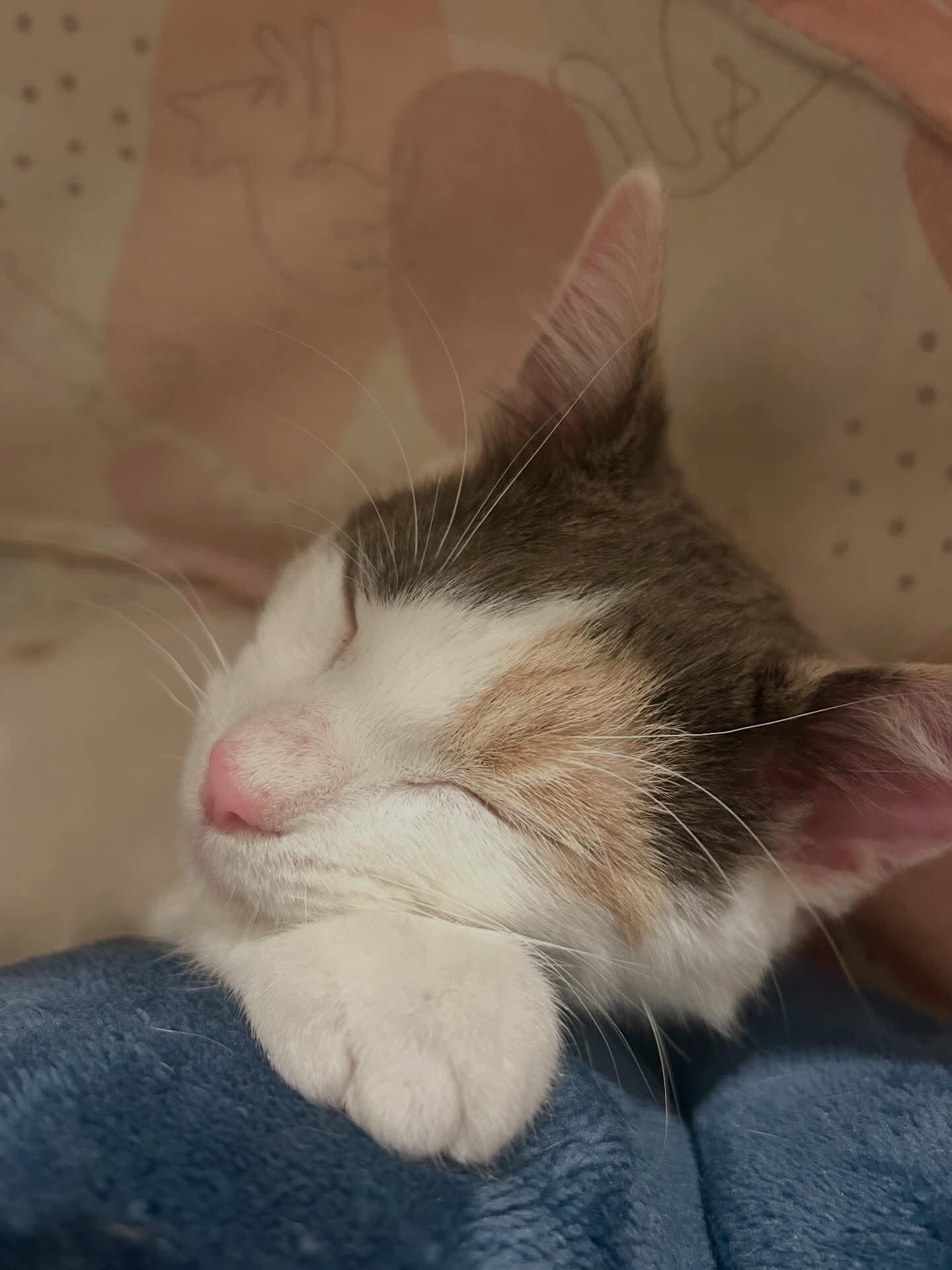 Enlarge Evie, an adoptable mixed breed in Santa Clara, CA image 4/6