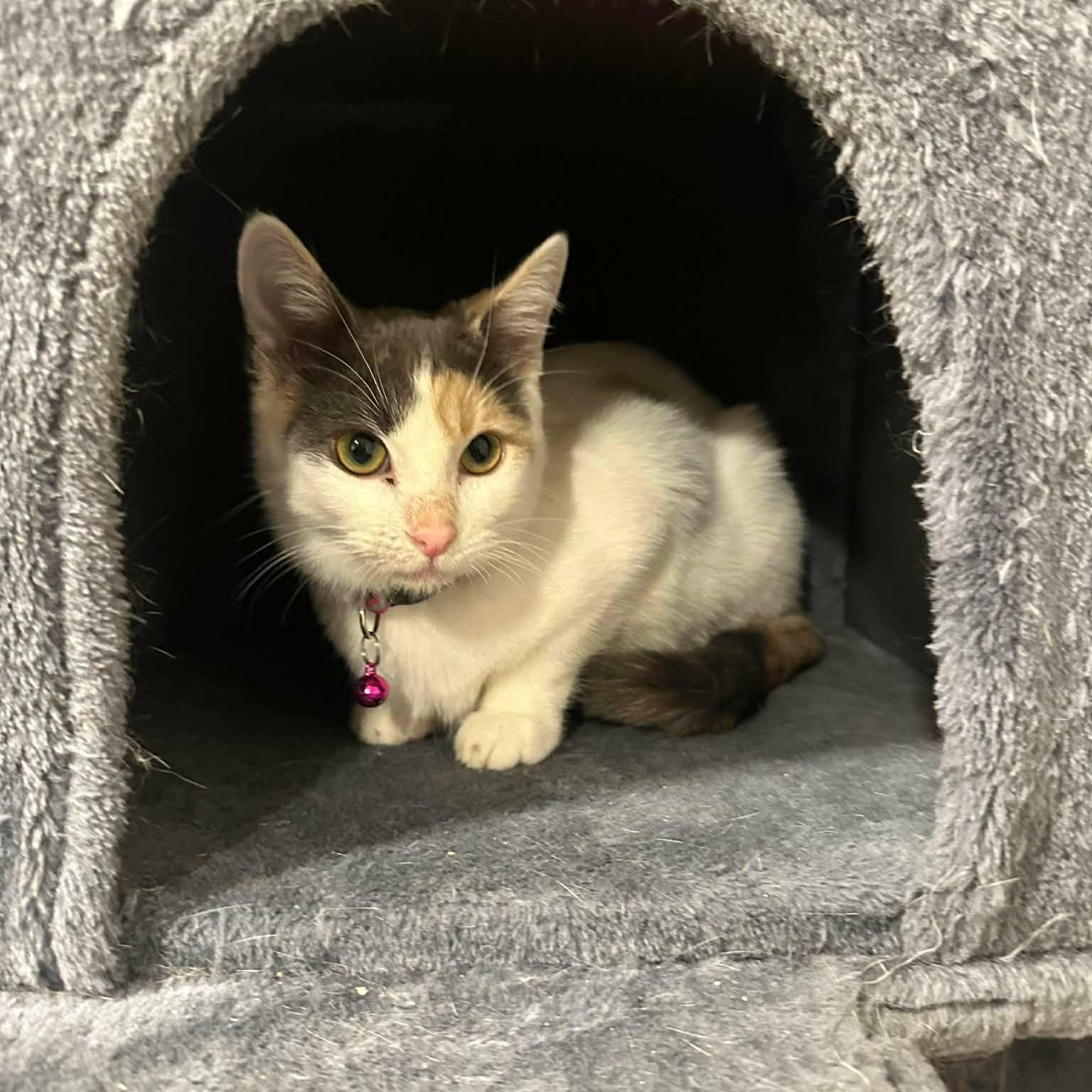 Enlarge Evie, an adoptable mixed breed in Santa Clara, CA image 2/6