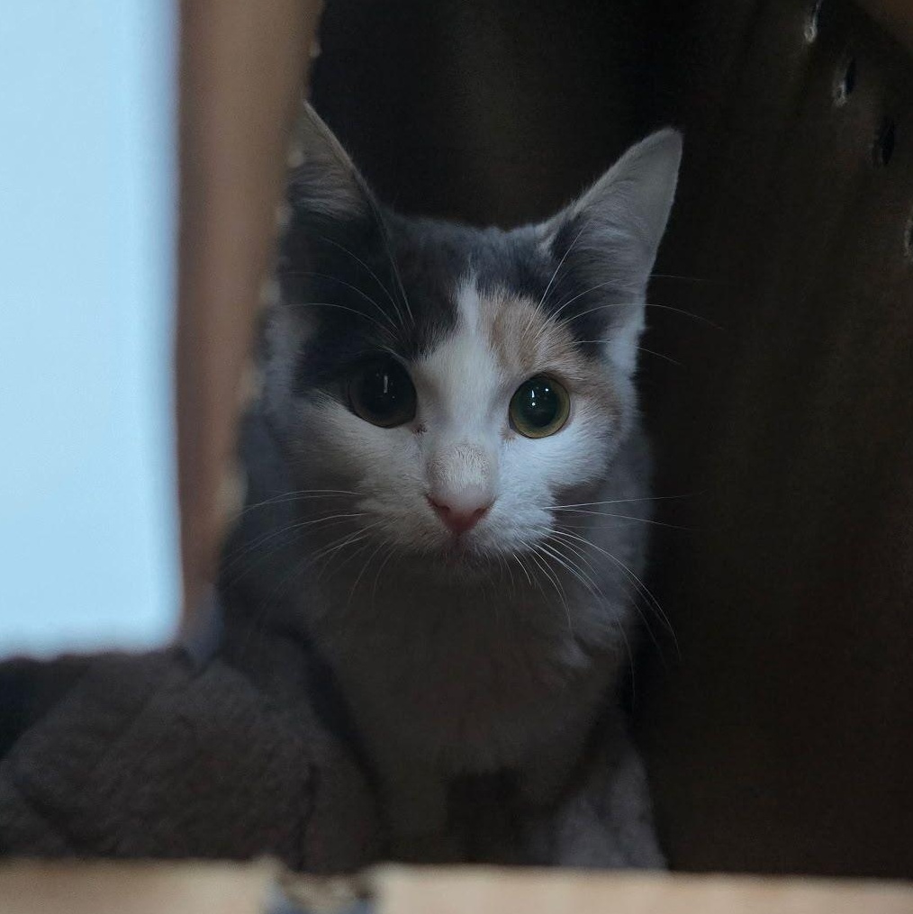 Enlarge Evie, an adoptable mixed breed in Santa Clara, CA image 3/6