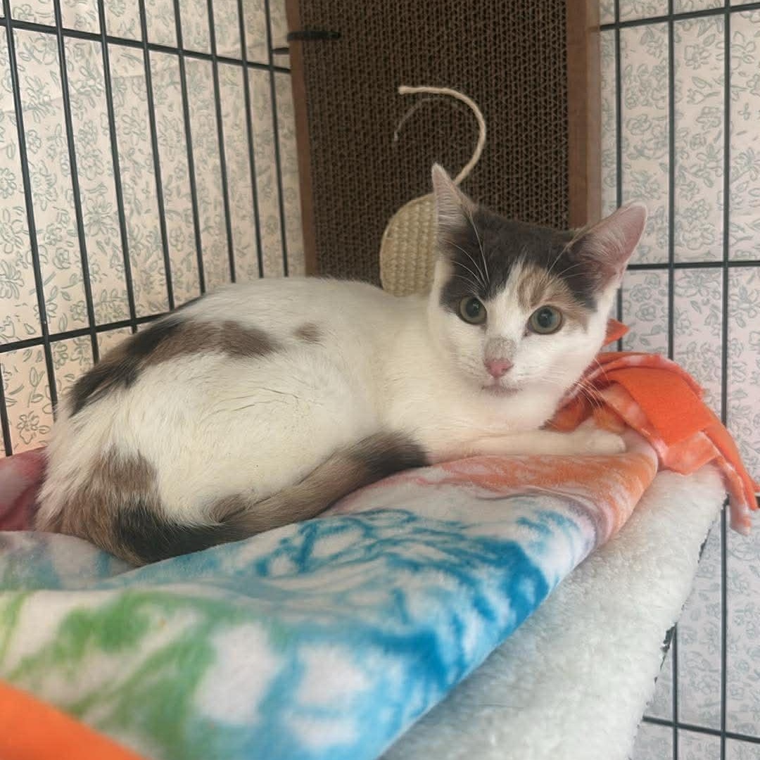 Enlarge Evie, an adoptable mixed breed in Santa Clara, CA image 6/6