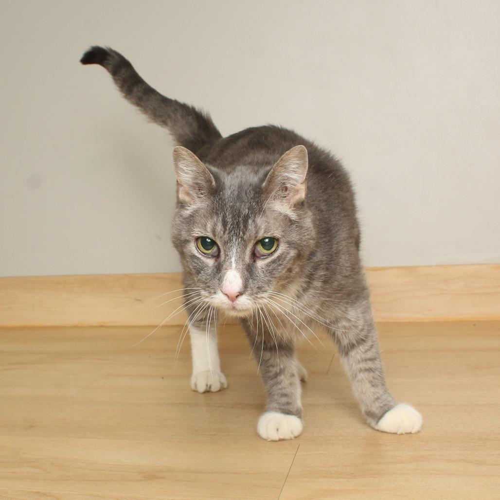 Kevin C67421, Adoptable, Senior Male Domestic Short Hair.