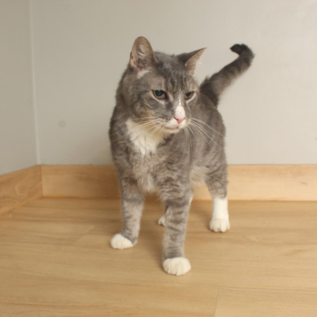 Enlarge Kevin C67421, a Adoptable Domestic Short Hair in Minnetonka, MN image 2/3