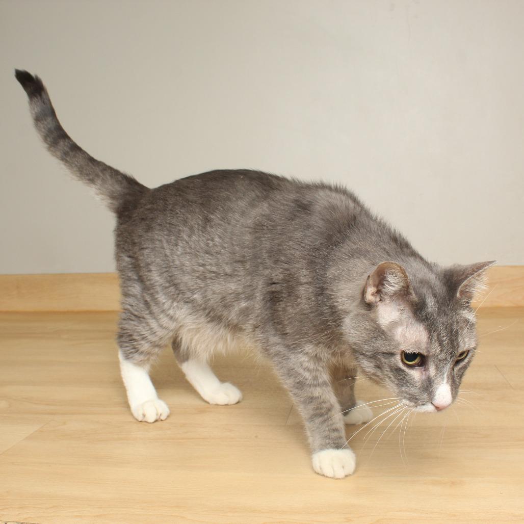 Enlarge Kevin C67421, a Adoptable Domestic Short Hair in Minnetonka, MN image 3/3