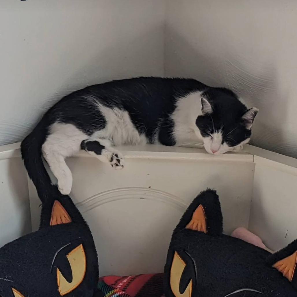 Banana, Adoptable, Adult Male Domestic Short Hair.