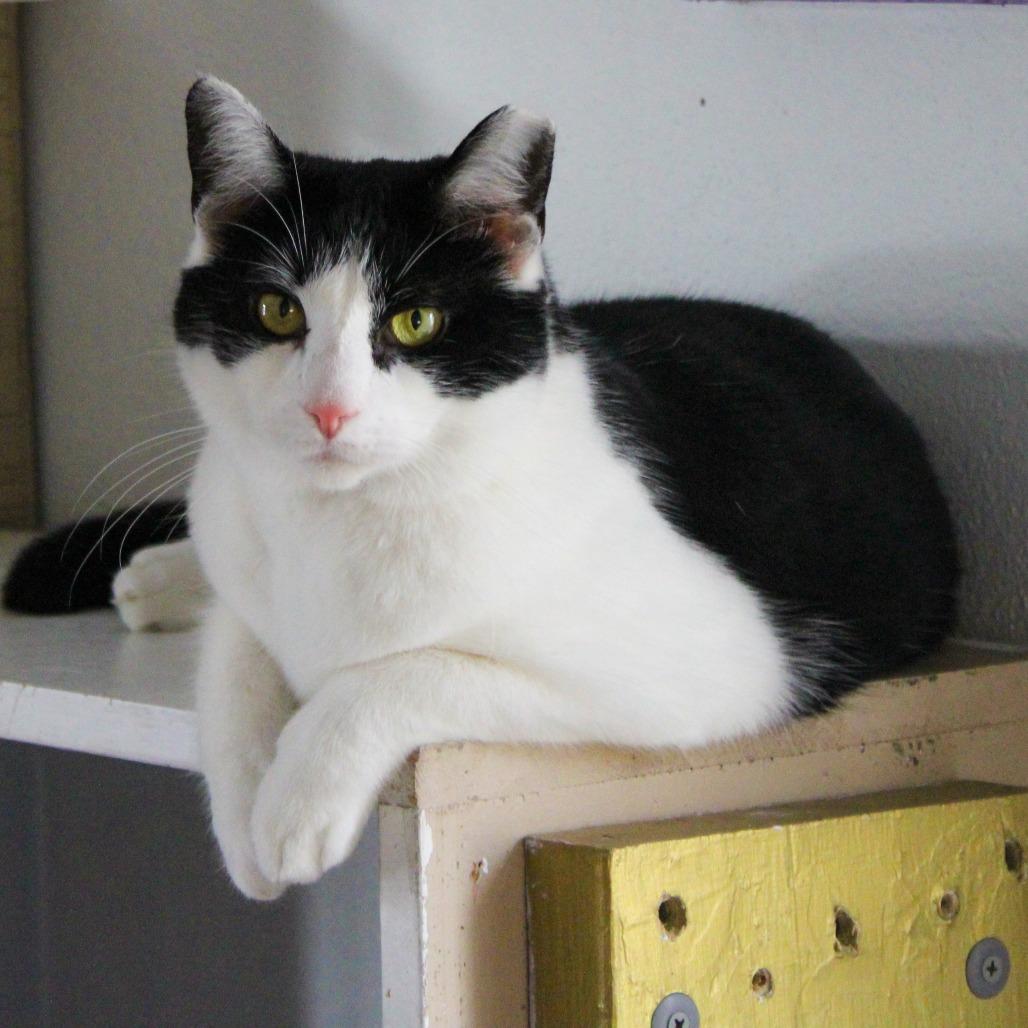 Enlarge Banana, a Adoptable Domestic Short Hair in Pittsburgh, PA image 2/6