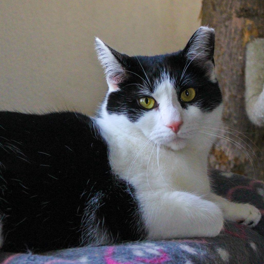 Enlarge Banana, a Adoptable Domestic Short Hair in Pittsburgh, PA image 3/6