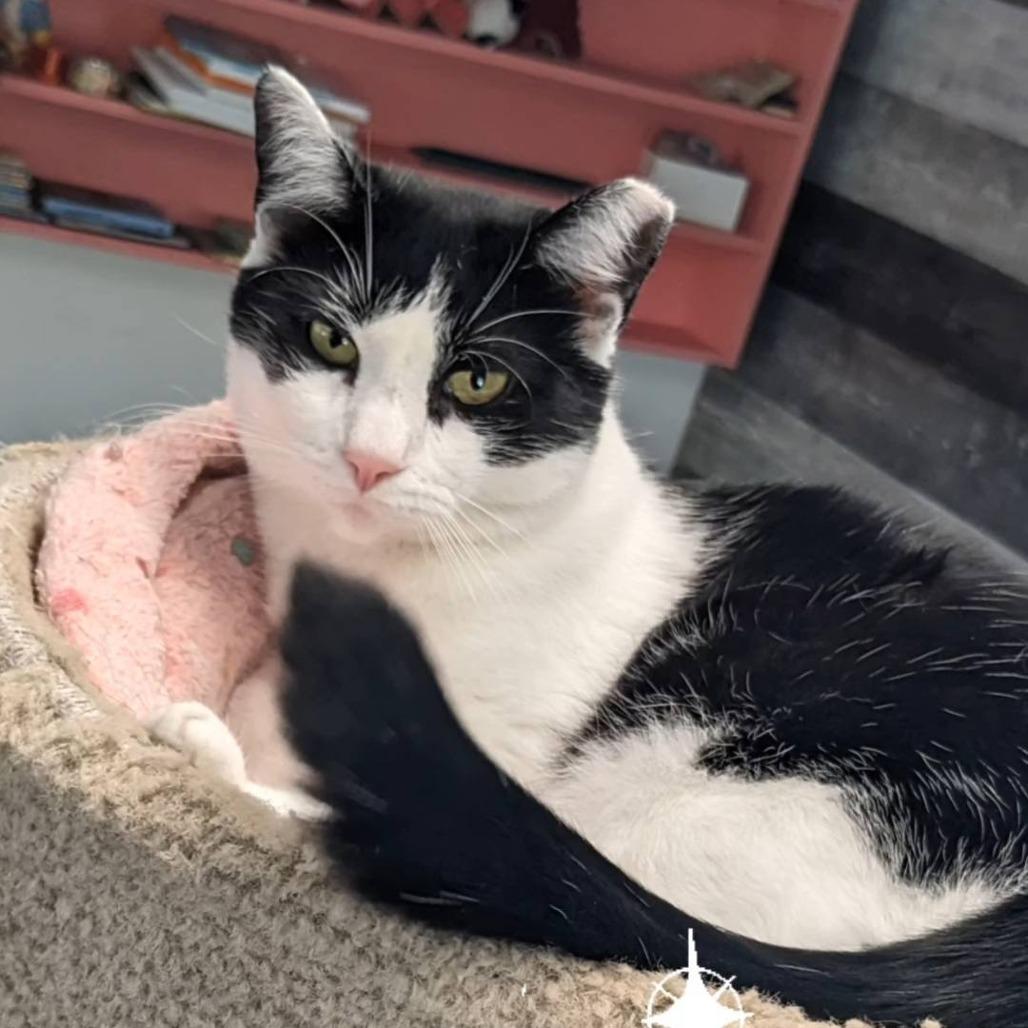 Enlarge Banana, a Adoptable Domestic Short Hair in Pittsburgh, PA image 4/6