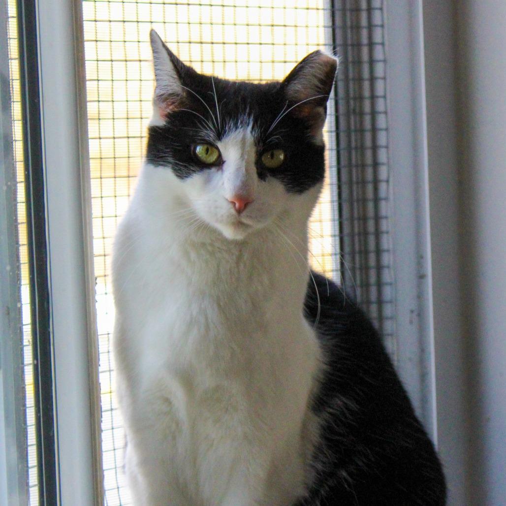 Enlarge Banana, a Adoptable Domestic Short Hair in Pittsburgh, PA image 5/6