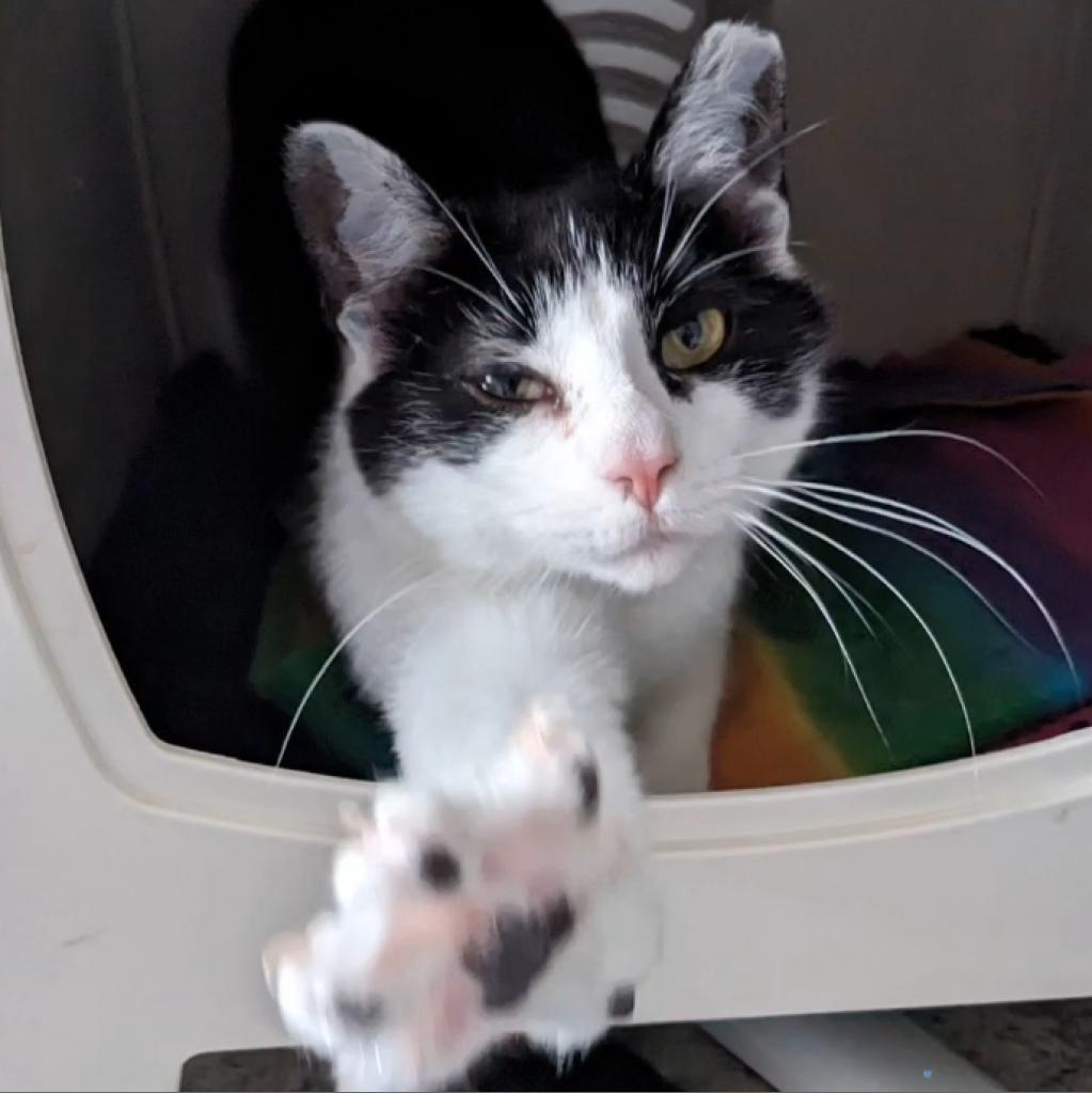 Enlarge Banana, a Adoptable Domestic Short Hair in Pittsburgh, PA image 6/6