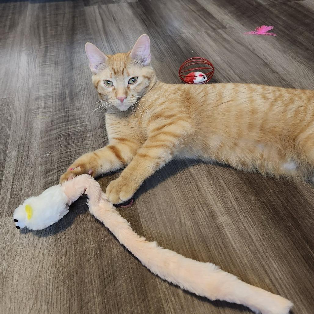 Enlarge Gouda, a Adoptable Domestic Short Hair in Plainfield, IL image 1/6