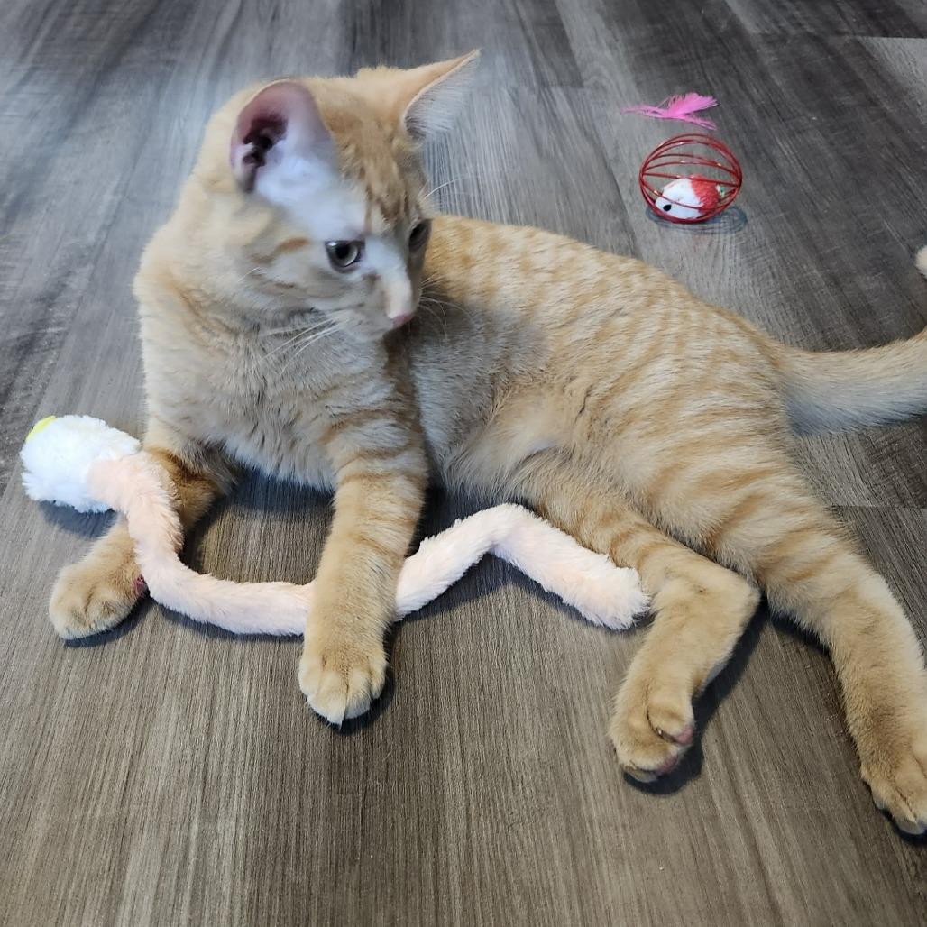 Enlarge Gouda, a Adoptable Domestic Short Hair in Plainfield, IL image 2/6