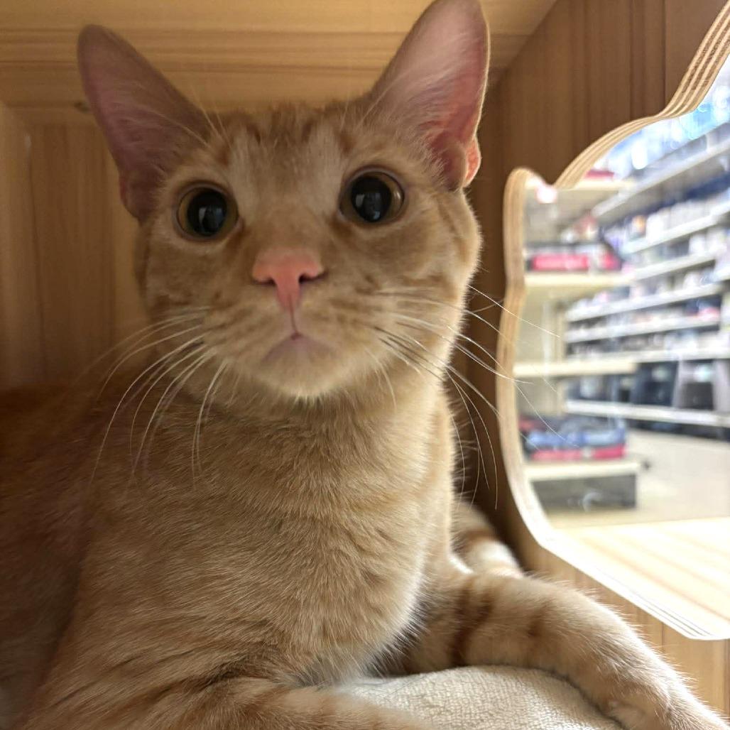 Enlarge Gouda, a Adoptable Domestic Short Hair in Plainfield, IL image 3/6