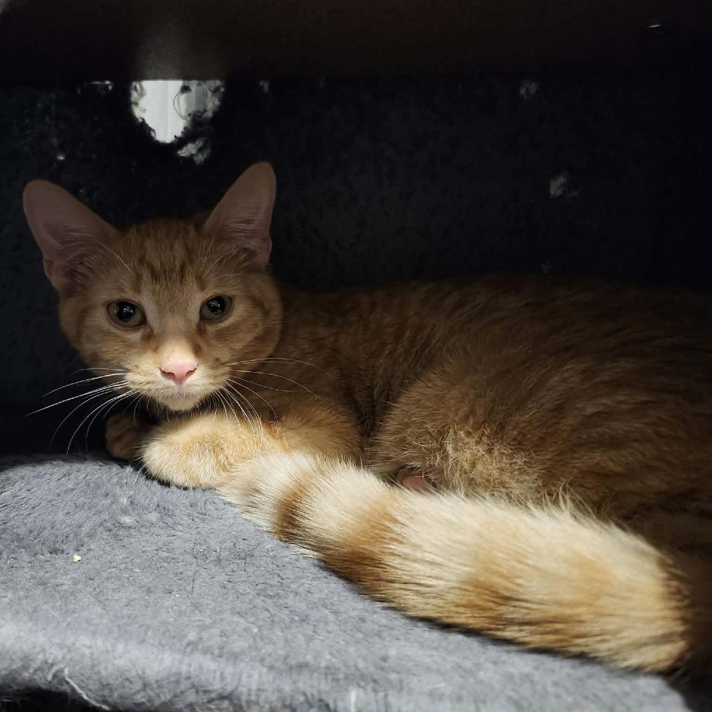 Enlarge Gouda, a Adoptable Domestic Short Hair in Plainfield, IL image 4/6