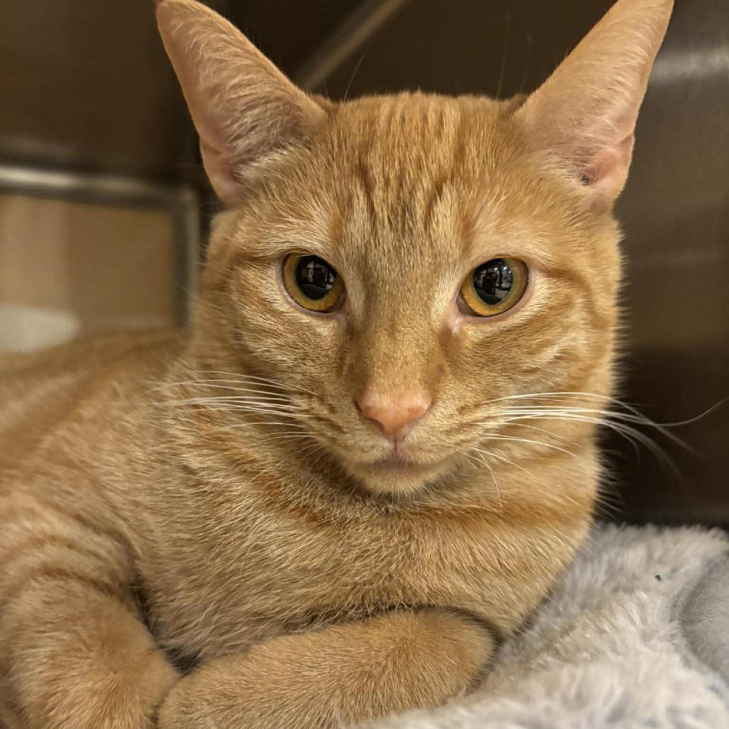 Enlarge Gouda, a Adoptable Domestic Short Hair in Plainfield, IL image 5/6