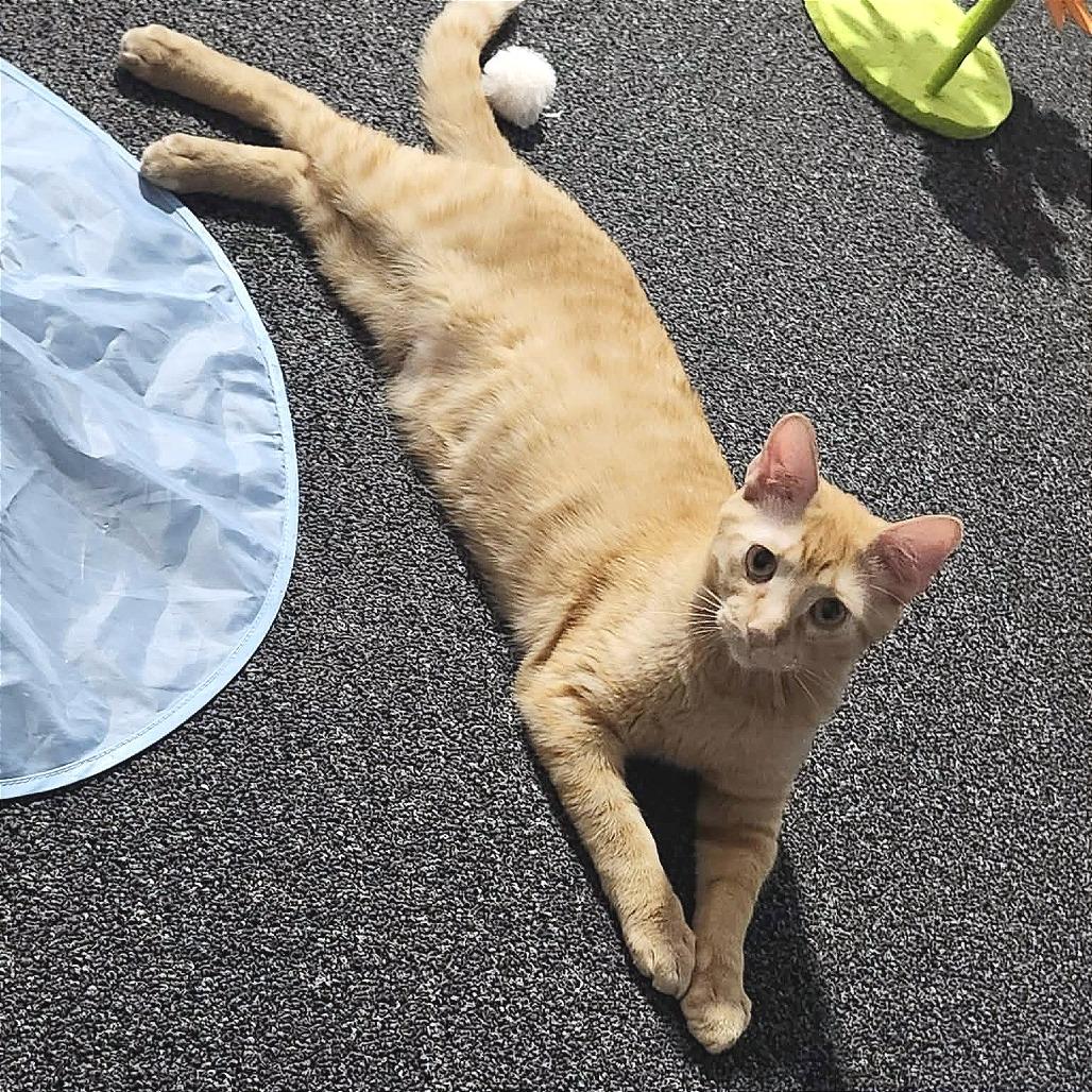 Enlarge Gouda, a Adoptable Domestic Short Hair in Plainfield, IL image 6/6