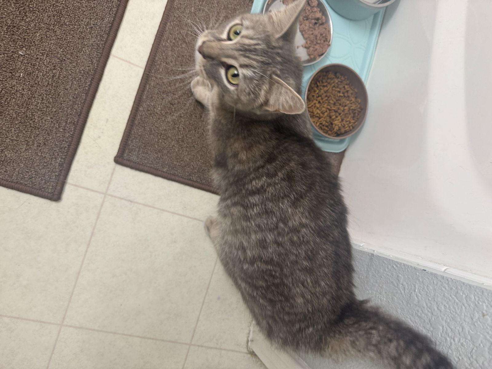 Candy, Adopted, Young Female Domestic Short Hair & Tabby.