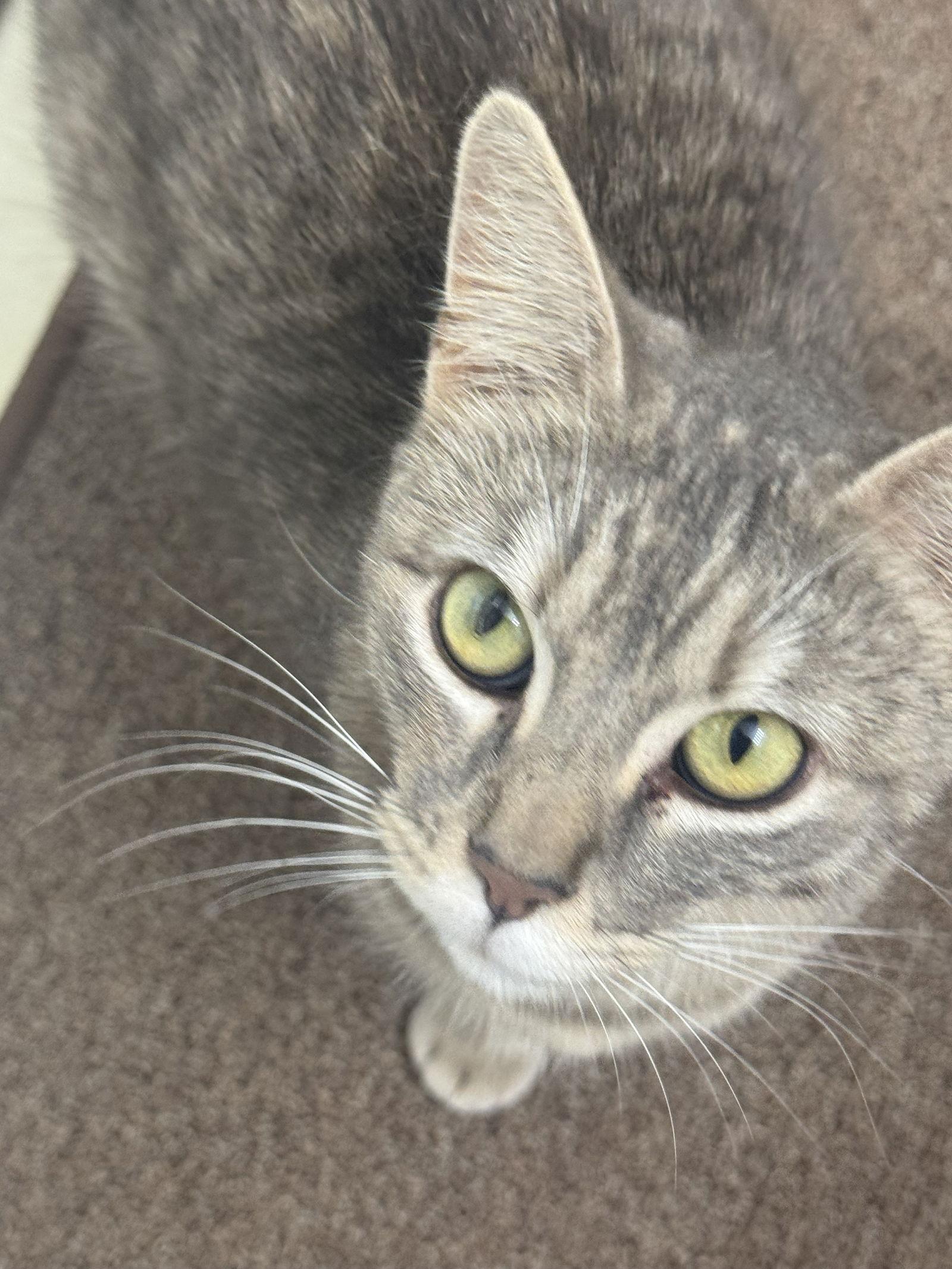 Candy, a Adopted mixed breed in Frisco, TX image 2/2