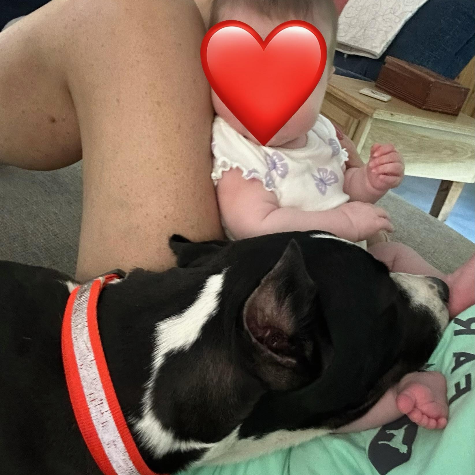 Enlarge Zeus , a ADOPTABLE Great Dane in Pensacola, FL image 6/6