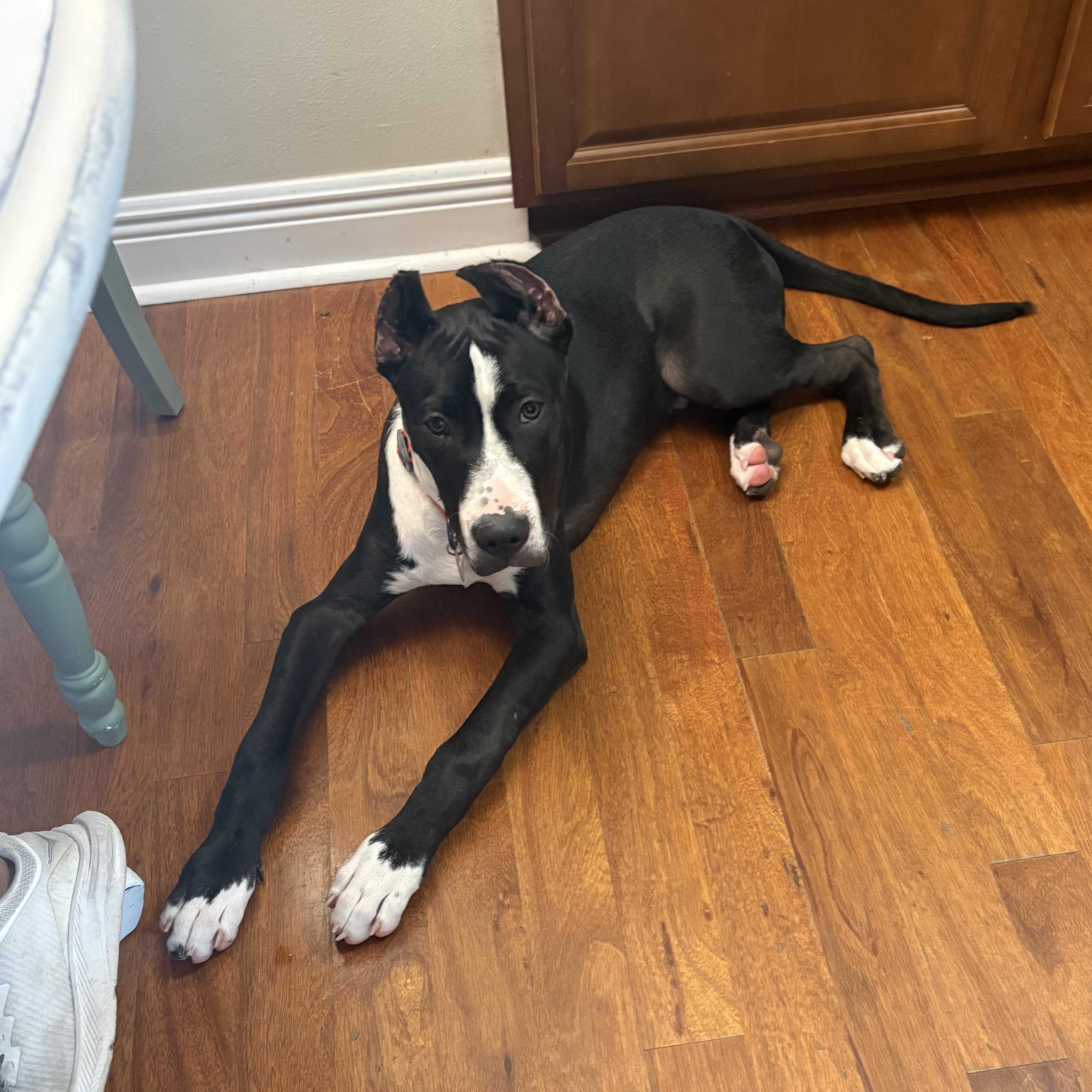 Enlarge Zeus , a ADOPTABLE Great Dane in Pensacola, FL image 4/6