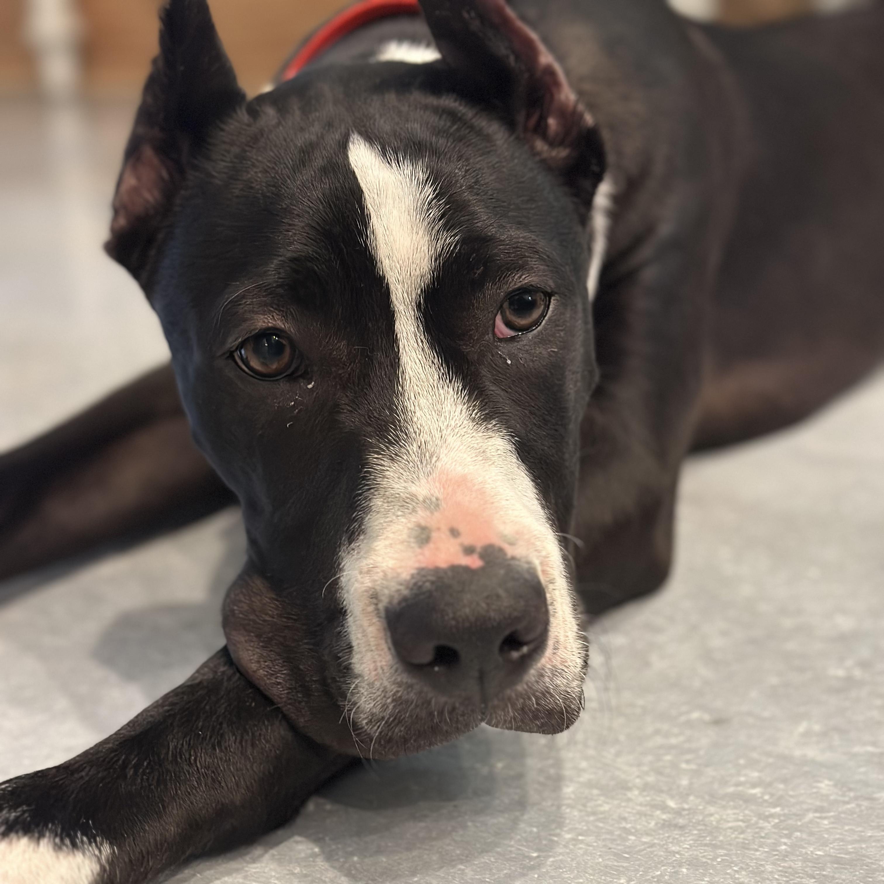 Zeus , ADOPTABLE, Puppy Male Great Dane.