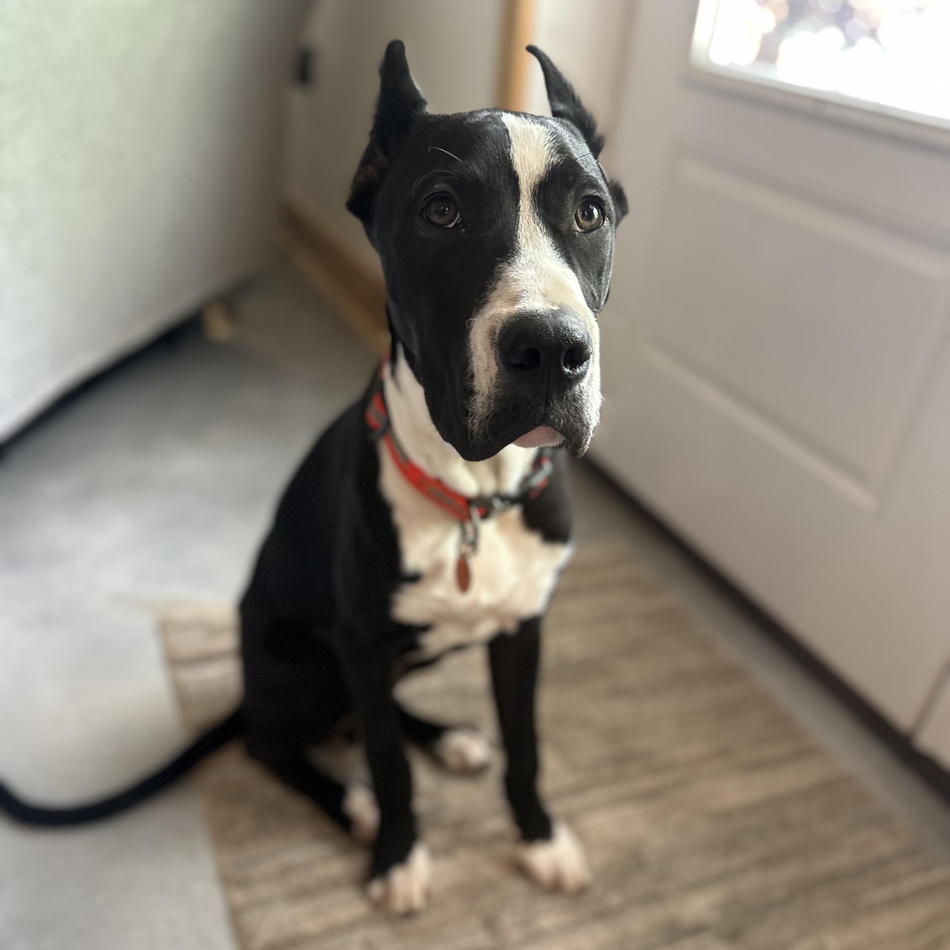 Enlarge Zeus , a ADOPTABLE Great Dane in Pensacola, FL image 3/6