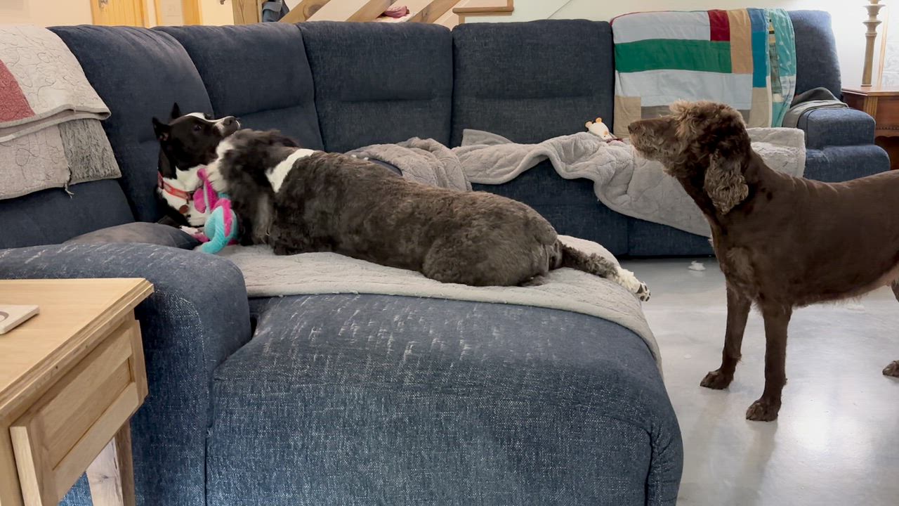 Enlarge Zeus , a ADOPTABLE Great Dane in Pensacola, FL video 5/6