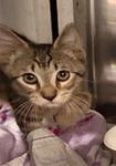 Oscar, ADOPTABLE, Kitten Male Domestic Short Hair.