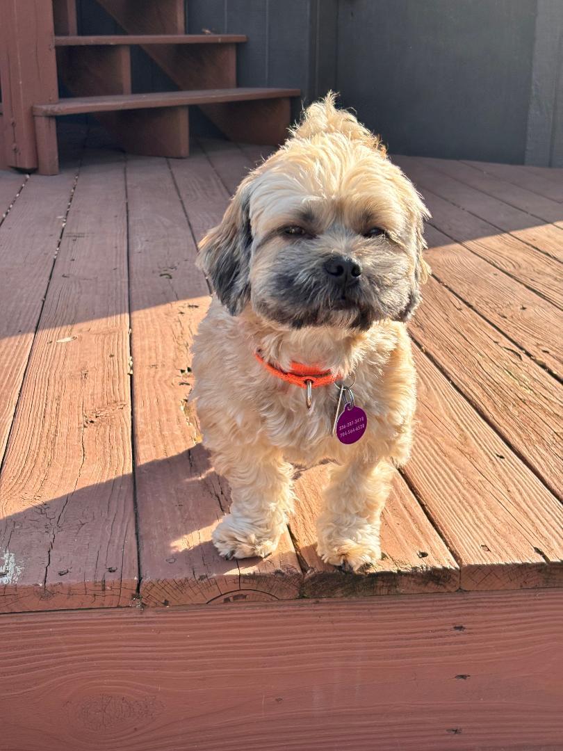 Enlarge Paulie, an adopted Shih Tzu in Winston-Salem, NC image 3/5