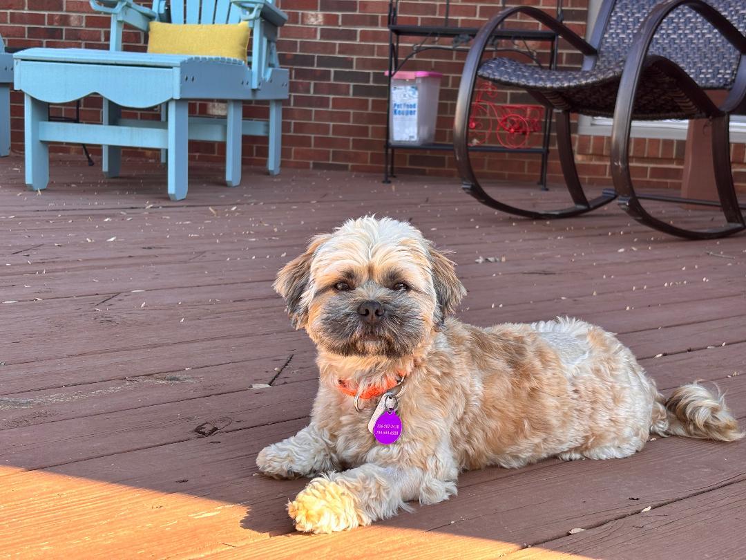 Enlarge Paulie, an adopted Shih Tzu in Winston-Salem, NC image 4/5