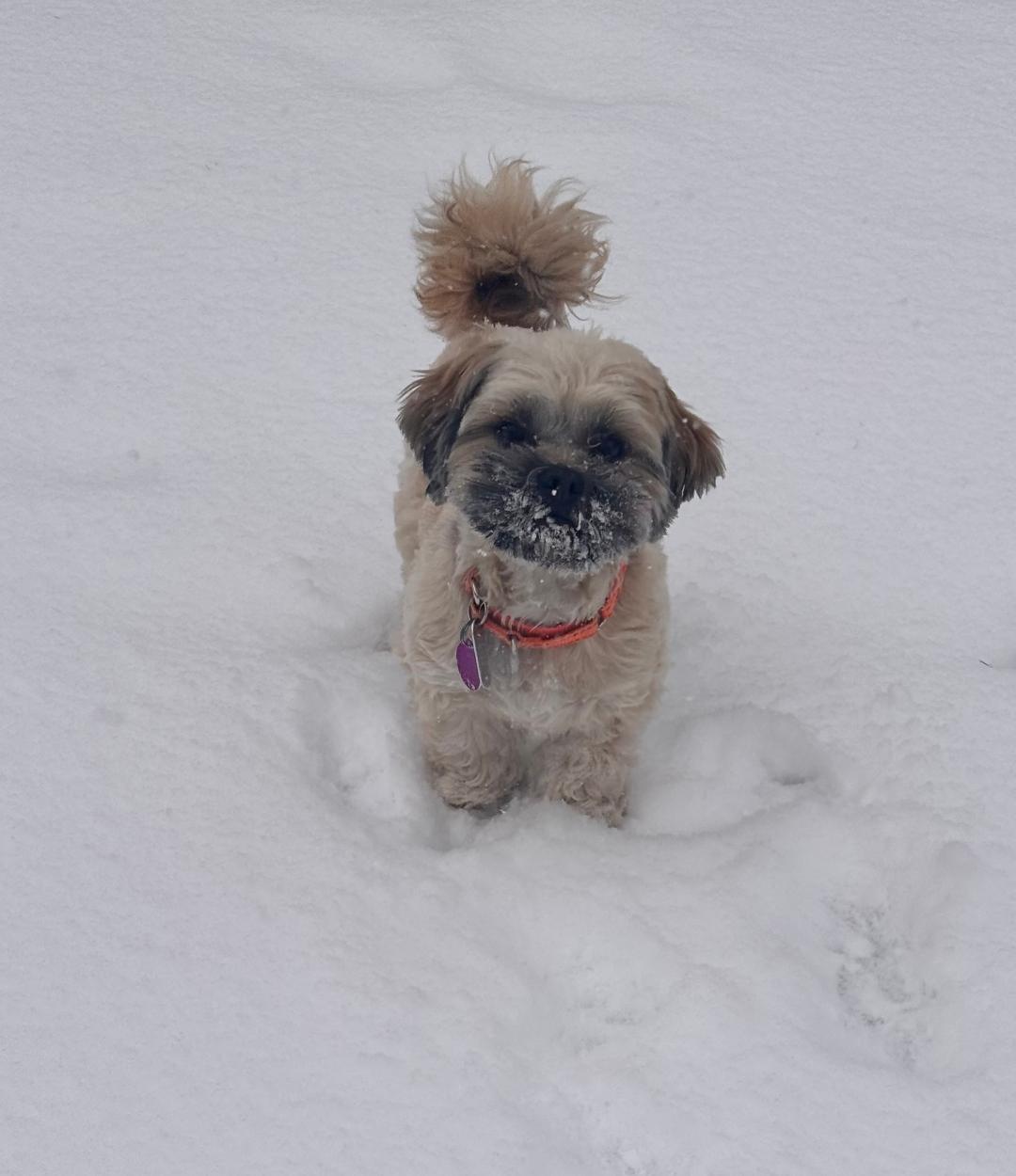 Enlarge Paulie, an adopted Shih Tzu in Winston-Salem, NC image 5/5