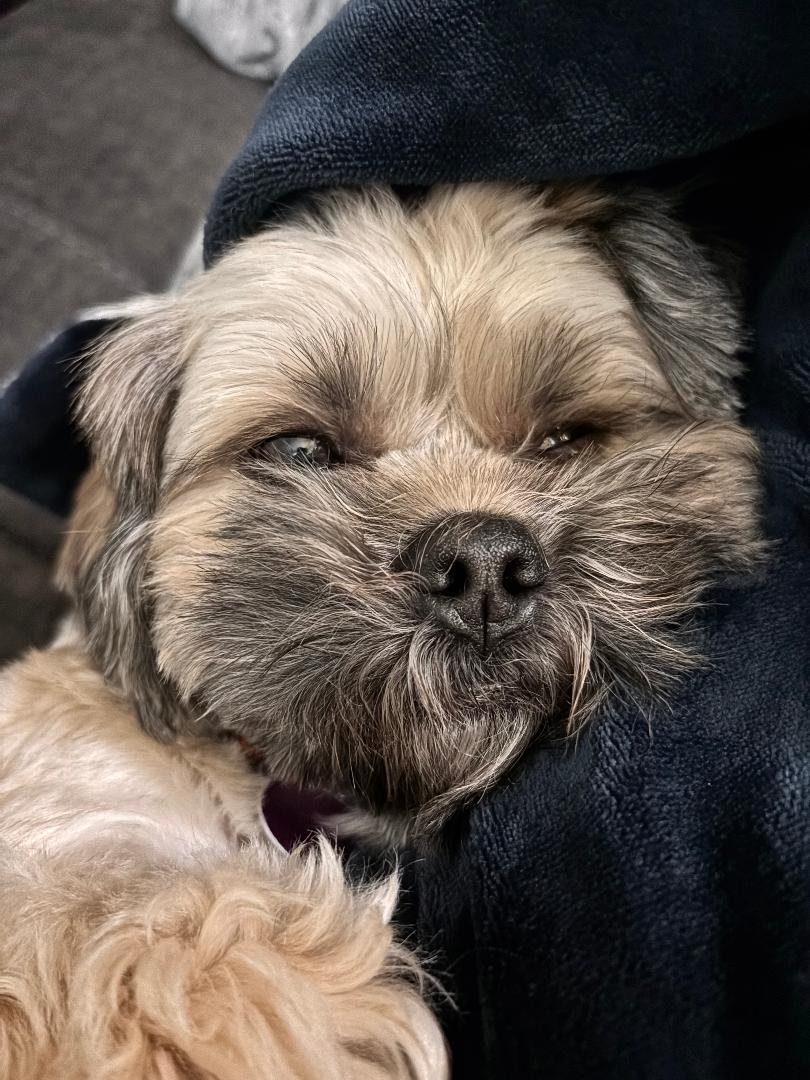 Enlarge Paulie, an adopted Shih Tzu in Winston-Salem, NC image 2/5