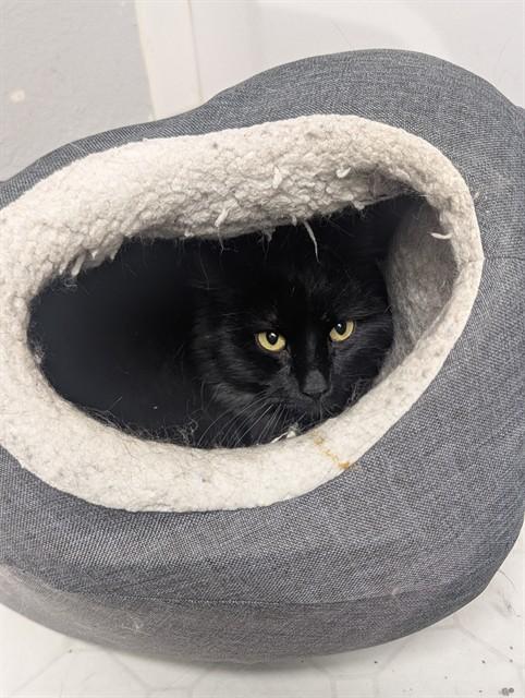 YULE CAT, Adoptable, Adult Male Domestic Medium Hair.