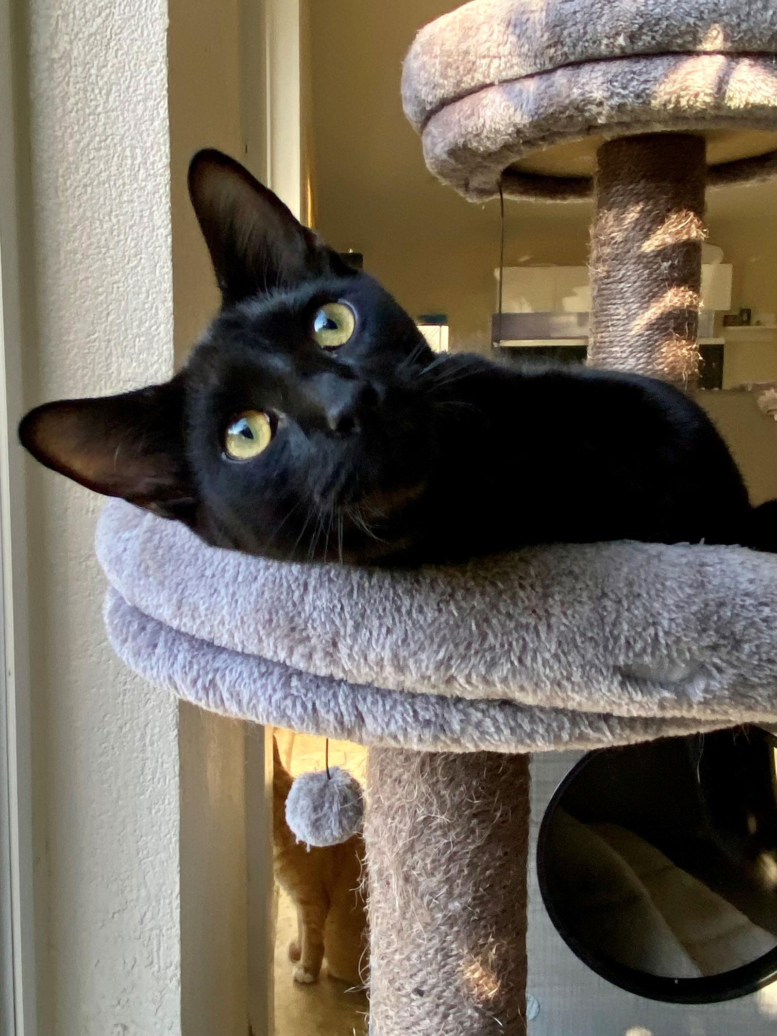 MONET, Adopted, Young Male American Shorthair.