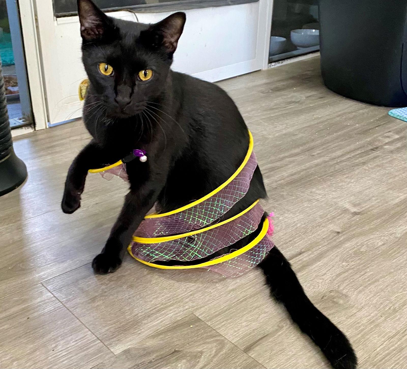 MONET, Adopted, Young Male American Shorthair.