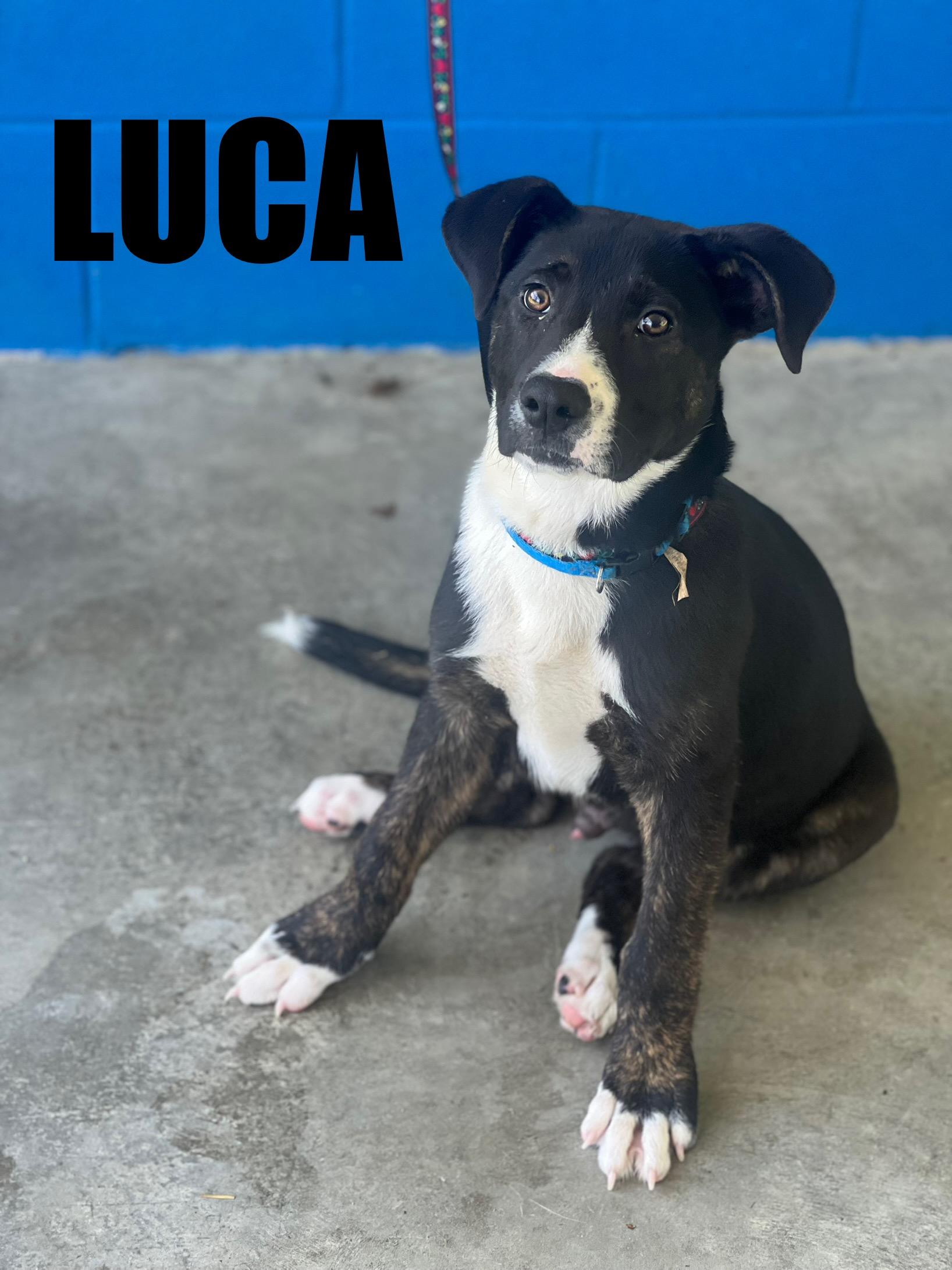 Luca, Young Male Labrador Retriever