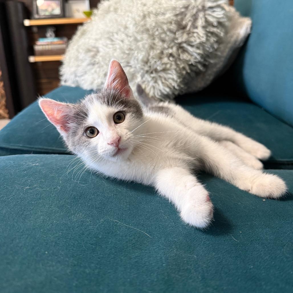 Jasper, a Adoptable Domestic Short Hair in Los Angeles, CA image 1/6