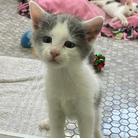 Jasper, a Adoptable Domestic Short Hair in Los Angeles, CA image 1/4