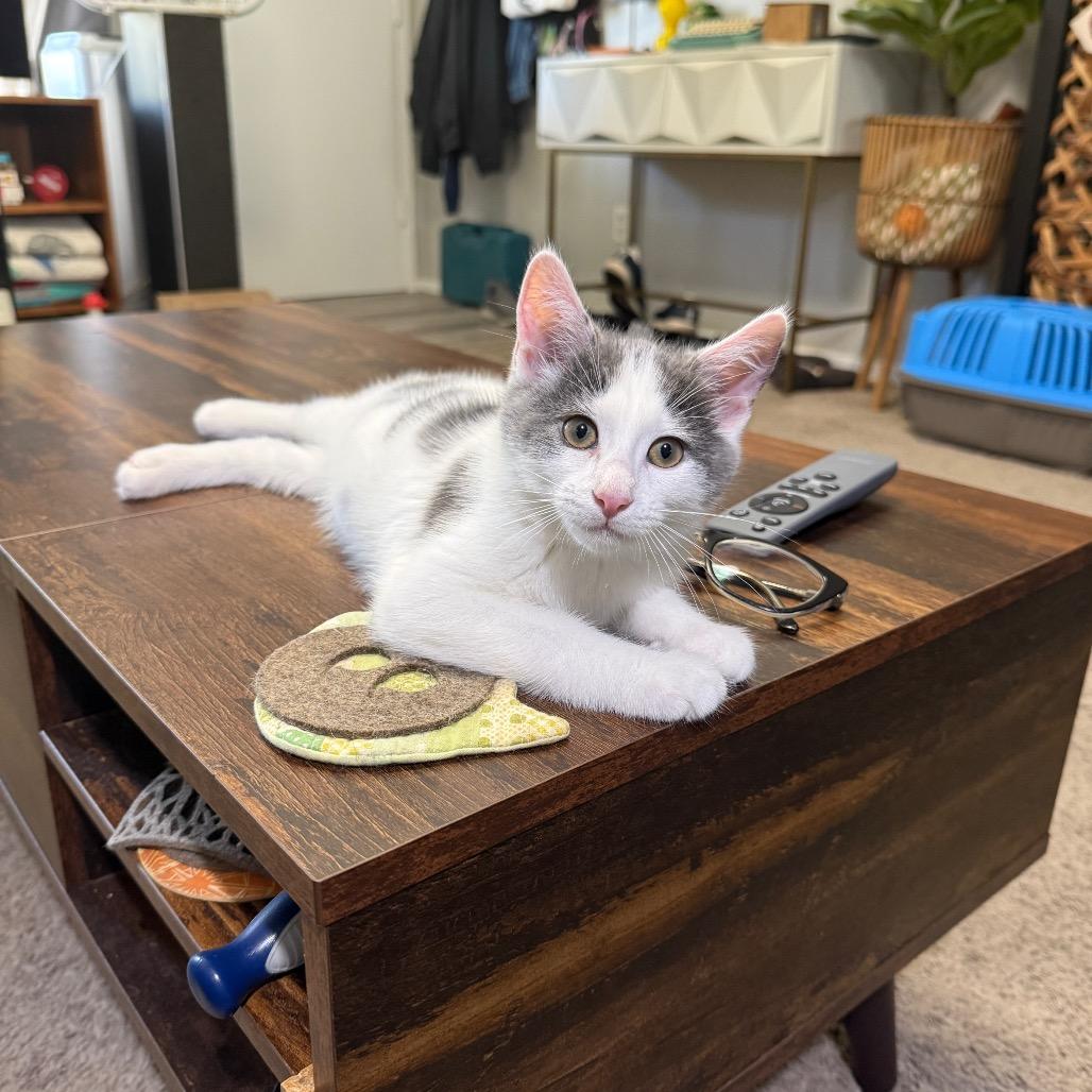 Jasper, a Adoptable Domestic Short Hair in Los Angeles, CA image 4/6