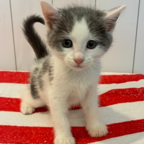 Jasper, a Adoptable Domestic Short Hair in Los Angeles, CA image 3/4